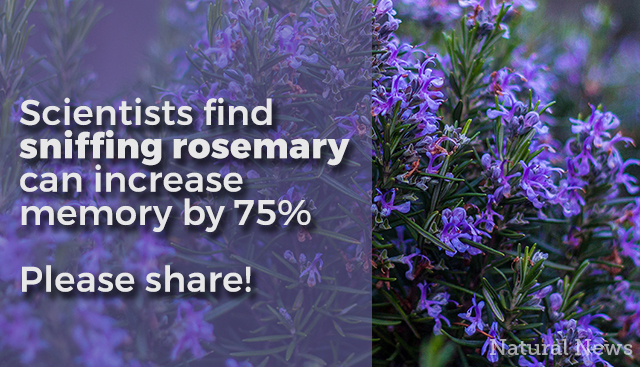 Scientists Find Sniffing Rosemary Can Increase