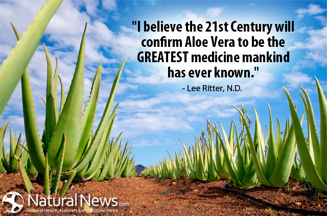 I believe the 21st Century will confirm aloe vera to be