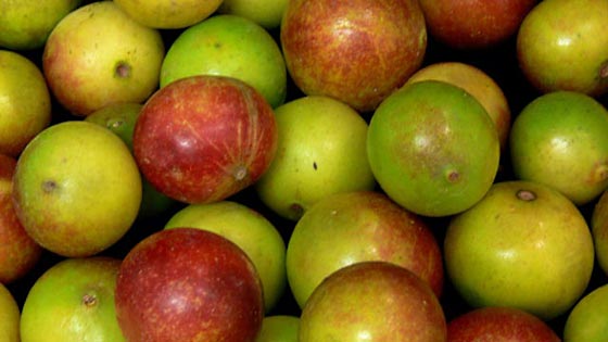 Camu Camu Benefits Page