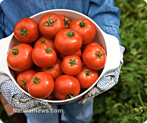 Do you get more lycopene benefits from whole foods or supplements?