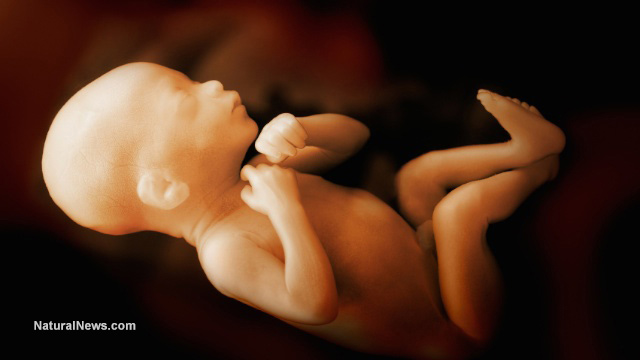 Babies receive NO anesthesia during abortions because chop shop doctors don't consider them to be 'alive' to begin with