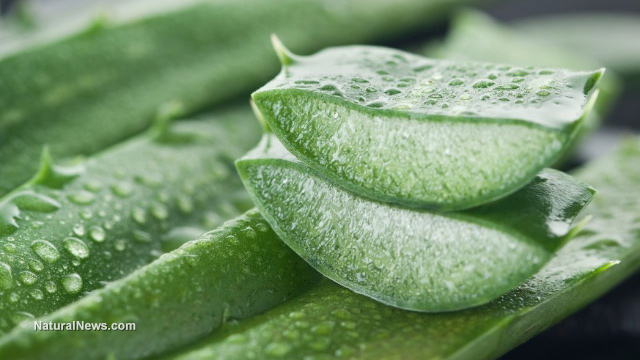 This is why ancient Egyptians referred to Aloe Vera as the 'plant of immortality'
