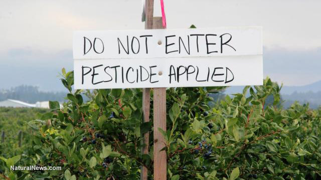 Which types of GMOs have built-in pesticides?