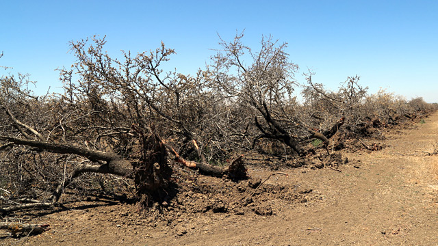 California-Drought-Orchard.jpg