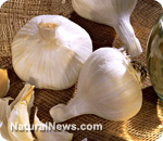 The immune boosting power of garlic – 4/4/12