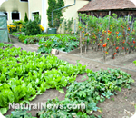 Four ways to creatively grow…permaculture – 4/7/12