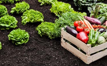 20 ways to become more self-sufficient before ‘the crunch’ arrives thumbnail