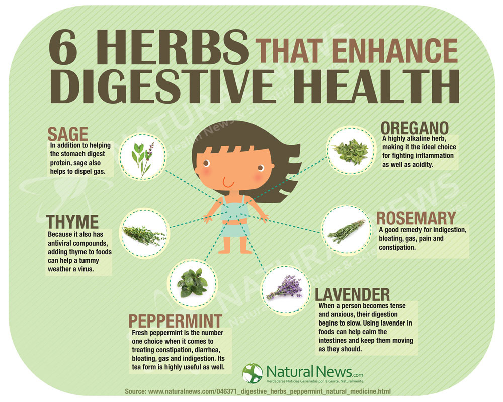 Naturalnews Cominfographic 6 Herbs That Enhance Digestive Health Html
