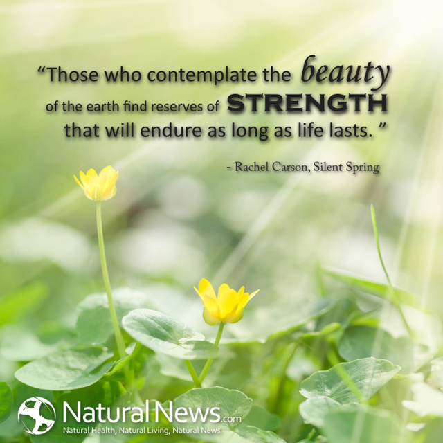 “Silent Spring” …. Rachel Carson! | It Is What It Is