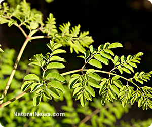 Moringa-Tree-Leaves.jpg