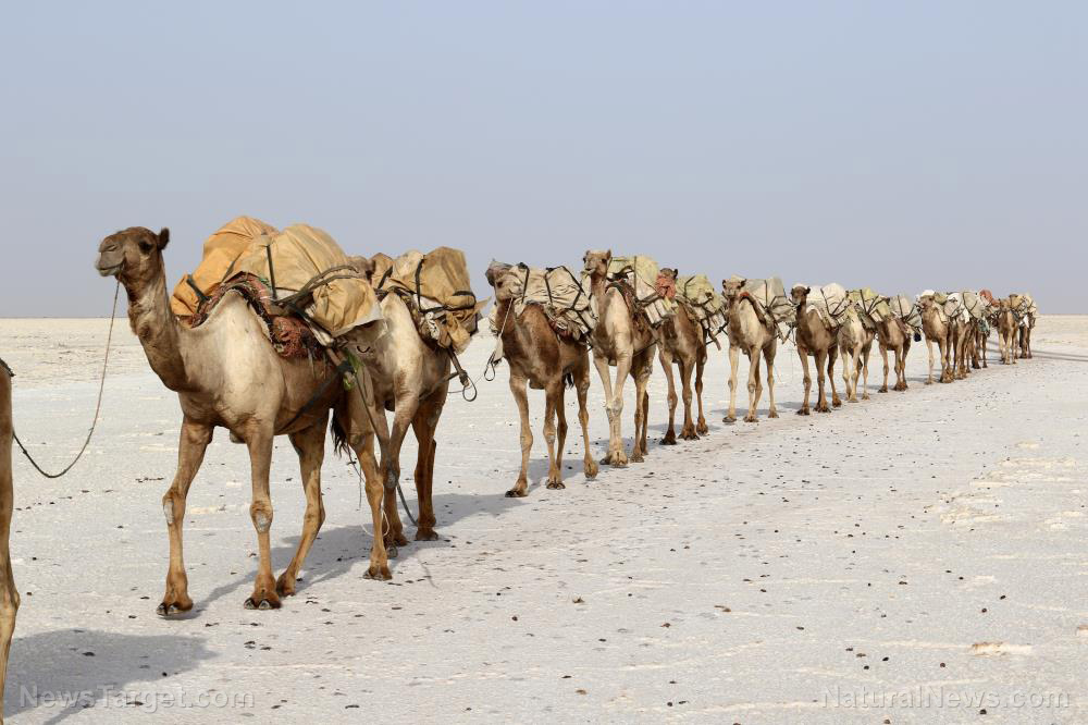 Image: Camel urine found to block cancer-causing effects of dioxin exposure