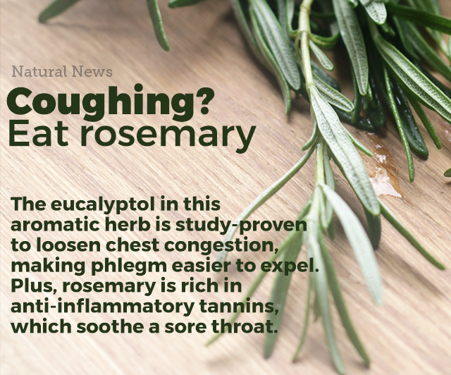 Coughing? Eat Rosemary