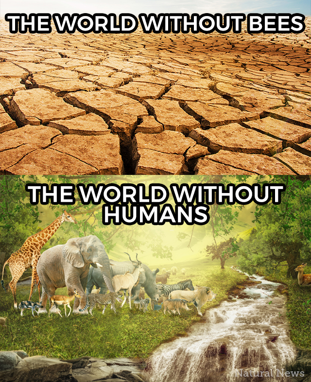 About Right! Infographic-World-without-Bees-vs-Humans