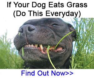 UltimatePet-Grass-Oct-2018-MR.jpg