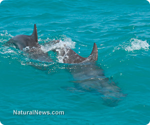 Dolphin hunt