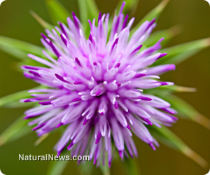 Milk thistle