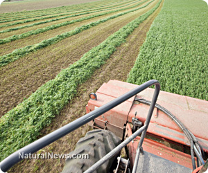 GMO alfalfa