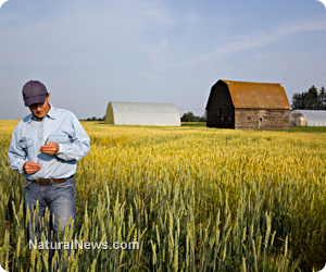 GMO contamination