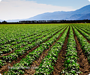 Genetically modified crops