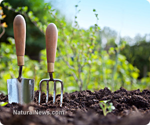 Vegetable garden