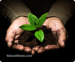 No-till gardening