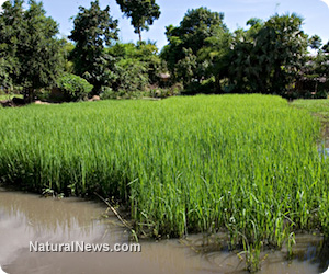 Chinese rice