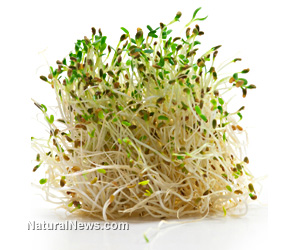 Alfalfa sprouts