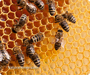 Bee population