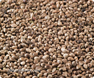 Hemp seeds