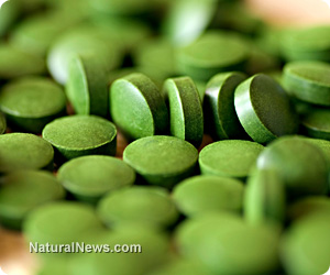 Chlorella