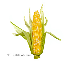 GM corn