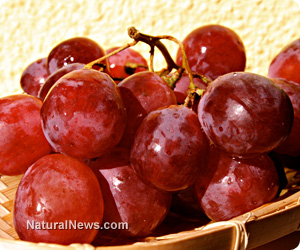 Grape seed extract