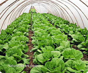 Underground greenhouse