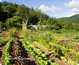 Organic farming