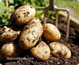 Potato health benefits