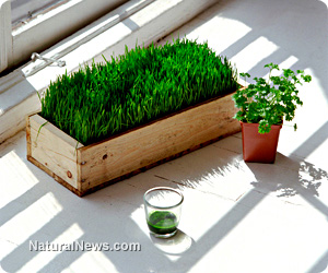 Wheatgrass benefits