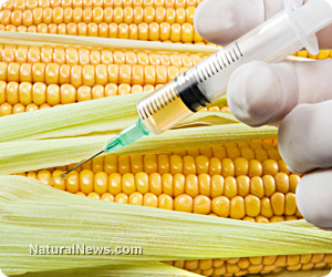 GMO corn