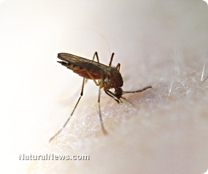 West Nile Virus