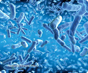 Gut bacteria