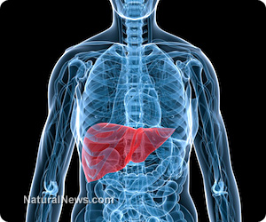 Liver