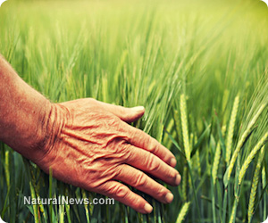 Einkorn wheat