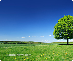 Moringa tree