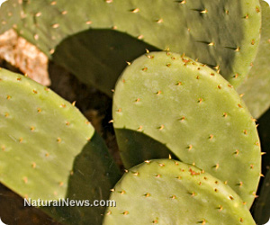 Pesticide-tainted cactus