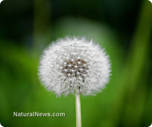 Edible weeds