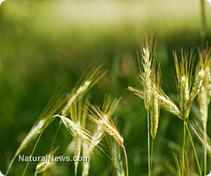 Wheat gluten