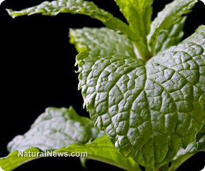 Lemon balm