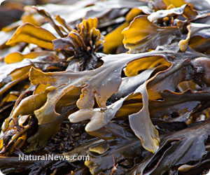 Seaweed extract