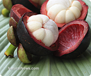 Mangosteen powder