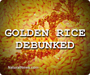 Golden rice