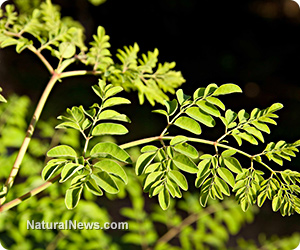 Moringa oleifera